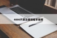 4000只蒙古国捐赠羊视频